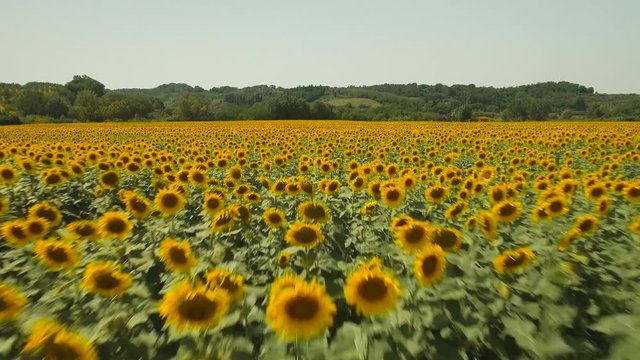 Drone footage of field covered with sunflower plants with mountains in background
