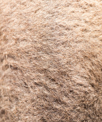 camel wool as background
