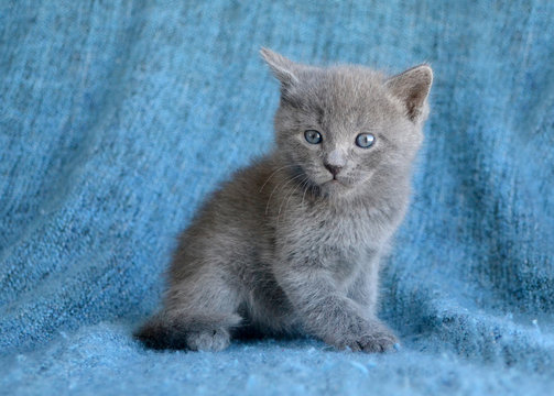 baby blue kitten