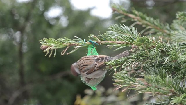 House Sparrow searching seeds on bird fat ball. 