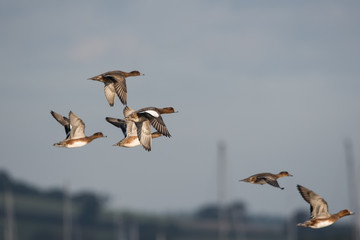 Eurasian Wigeon, Wigeon , Duck, Anas Penelope