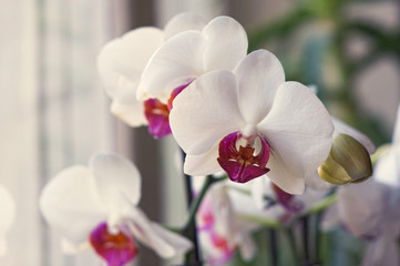 Fototapeta na wymiar White Orchid opening on the window