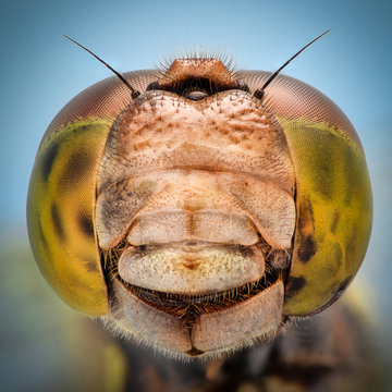 Extreme magnification - Portrait of Dragonfly
