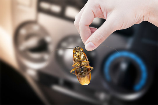 Woman's Hand holding cockroach in car background, eliminate cockroach in car
