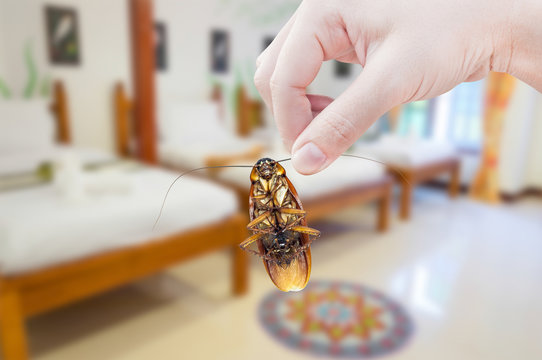 Woman's Hand holding cockroach on bedroom background, eliminate cockroach in bedroom