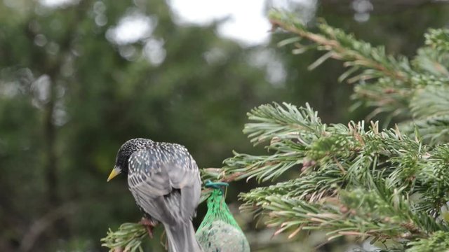 starling feeding on bird fat ball in winter.