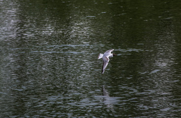 Seagull on flight