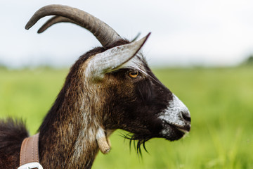 Коза на лугу.