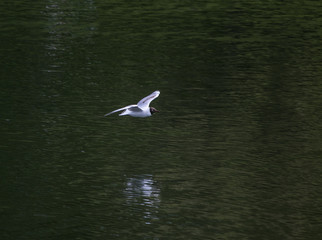 Seagull on flight