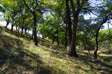 Дубовая роща на склоне горы