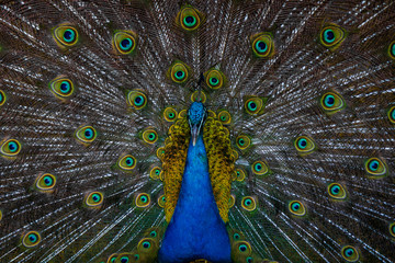 Obraz premium Amazing Peacock