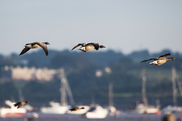 Brent Goose from Dawlish Warren, Devon, England