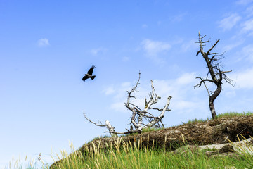 Dünen und Krähe