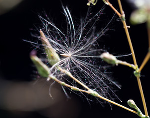 dandelion fluff in nature