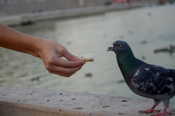 pigeon on the street takes a piece of bread with human hands