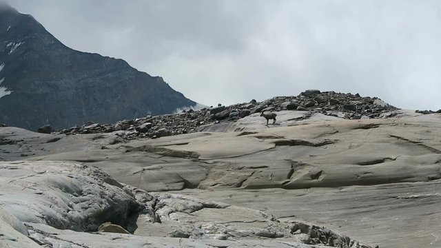 Alpine ibex (Steinbock) food seeking between the stones at Grossglockner mountain area in Austria