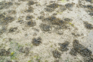 wet ebb tide detail
