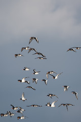 Eurasian Oystercatcher, Oystercatcher, Birds