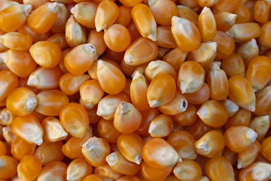 Granos de maíz (Zea mays)