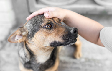 man caresses a dog hand