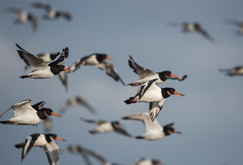 Eurasian Oystercatcher, Oystercatcher, Birds
