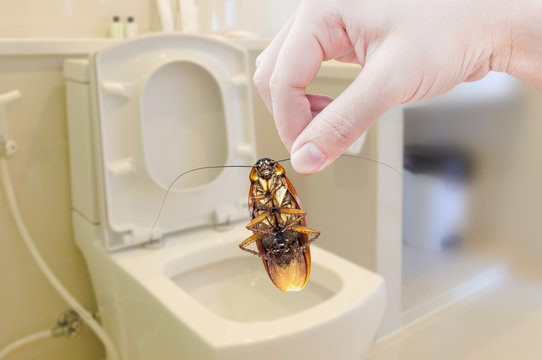 Woman's Hand holding cockroach on toilet background, eliminate cockroach in toilet