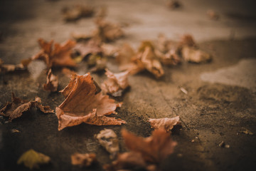 Fototapeta na wymiar Fallen autumn leaves on the ground
