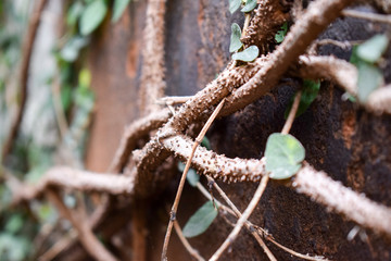 Enredadera trepando por la pared.