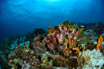 Naklejka na ściany i meble Colorful Coral Reef