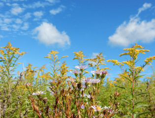 Colorful country field full of flowers and ears