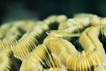 Small yellow fish on coral