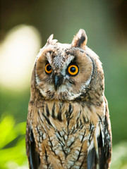 Asio otus - Strix otus - portrait of Long-eared owl