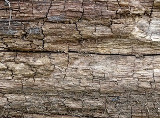 texture of old wood
