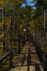 Obraz premium The bridge in the forest.