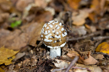 Toadstool (Amanita muscaria) mushroom near the forest tree close