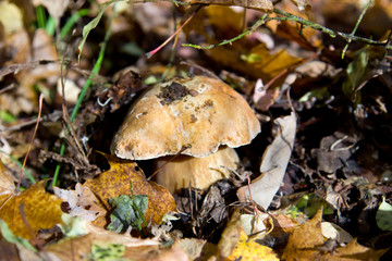 Boletus edulis or cep penny bun porcino or king bolete.