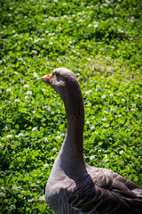 Amazing Goose