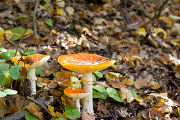Toadstool (Amanita muscaria) mushroom near the forest tree close