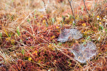 Small spider web nests on a misty morning in an autumnal peatland