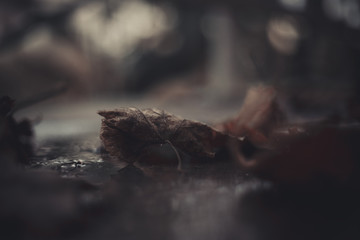 Fallen autumn leaves on the ground