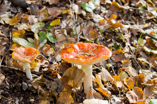Toadstool (Amanita muscaria) mushroom near the forest tree close
