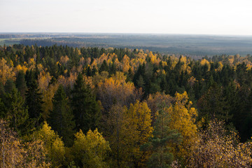 Fototapeta premium Aerial view of a colorful autumnal forest at sunset