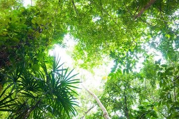 Fresh green forest, low angle view,Leaf background,beautiful green forest for background