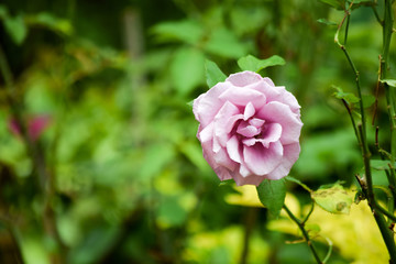 Rosa contra un fondo verde fuera de foco.