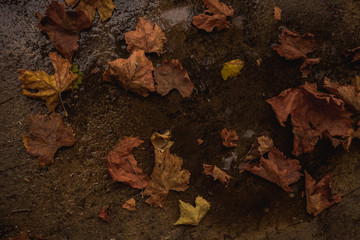 Fallen autumn leaves on the ground