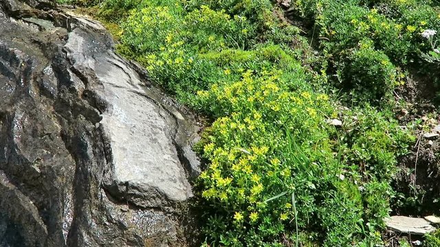 alpine flower yellow mountain saxifrage (Saxifraga aizoides). Growing on grossglockner mountain area in Austria