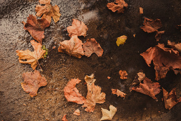 Fallen autumn leaves on the ground
