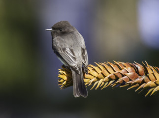 Black Phoebe