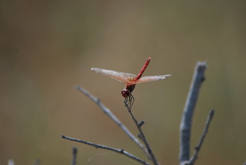 Dragonfly sitting on a branch