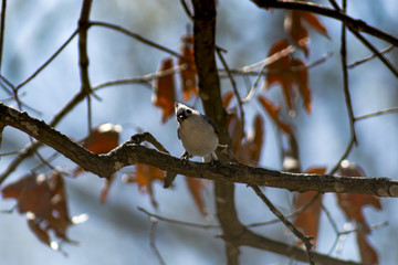 Songbird sitting on a tree limb.